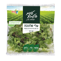 עלי סלנובה